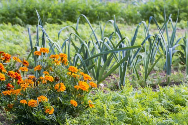 Tagetes: sowing, location & care of the marigold