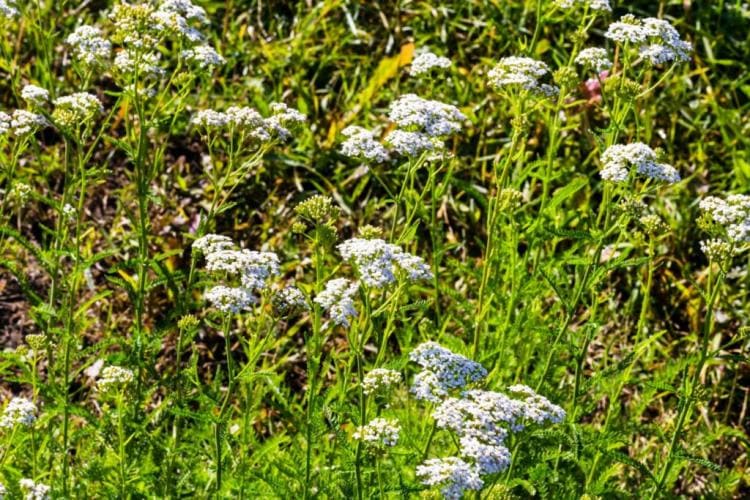 The most beautiful yarrow species and varieties
