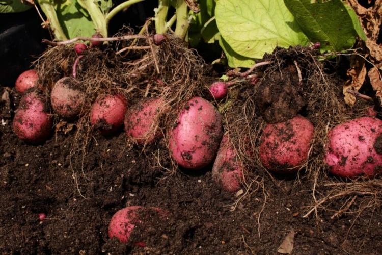 Red potatoes: varieties, cultivation & uses of red-skinned potatoes