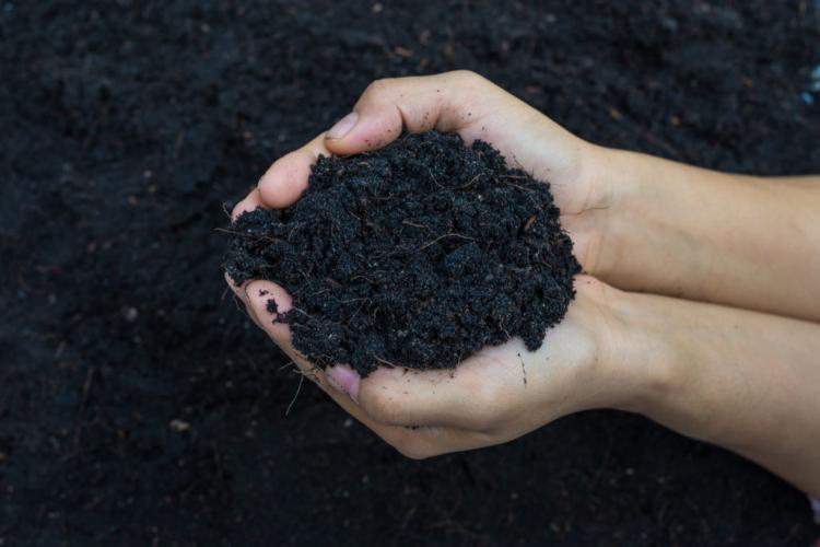 Compost as a fertilizer: properties, effects & application