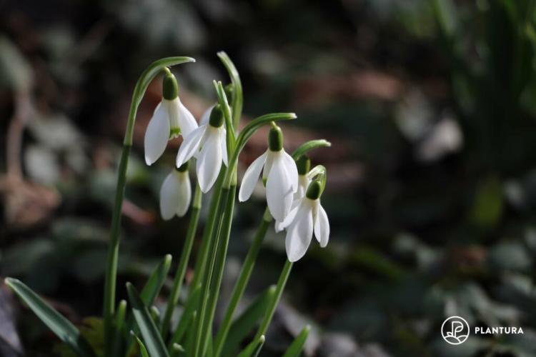 Snowdrop plants: tips from the experts