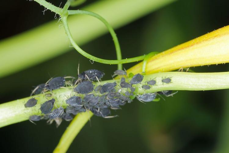 Aphids: appearance, origin & Co. in the profile