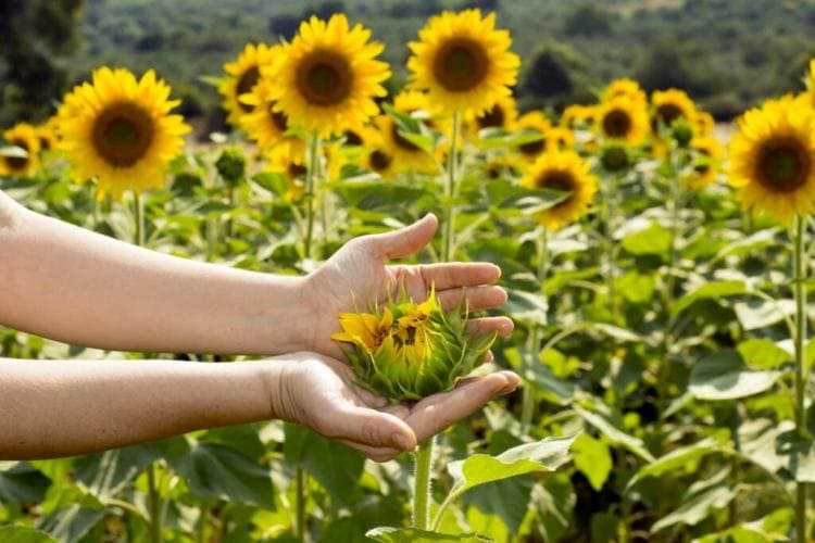 Sunflowers: Everything you need to plant, care and harvest