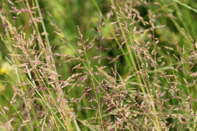 Poa pratensis: properties & uses of the meadow panicle