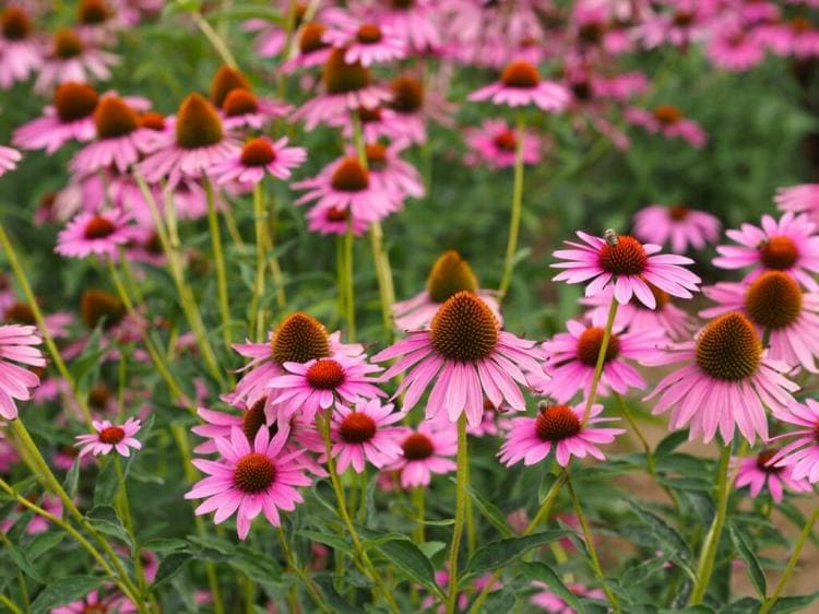 Coneflower Propagate: Propagation By Cuttings, Division