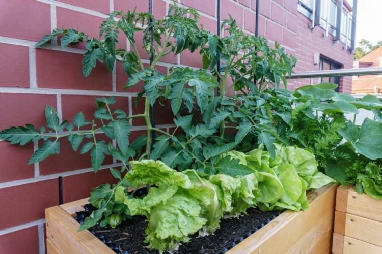 Build your own raised bed Vs. Buy a raised bed