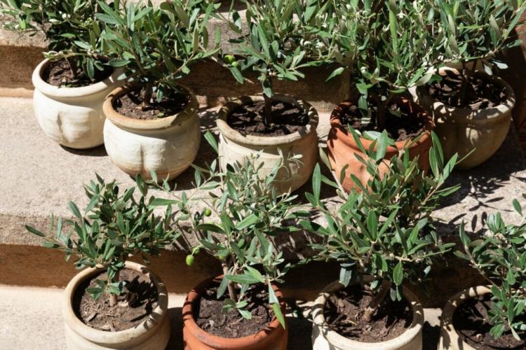 Fertilizing the olive tree: correct fertilizer & timing