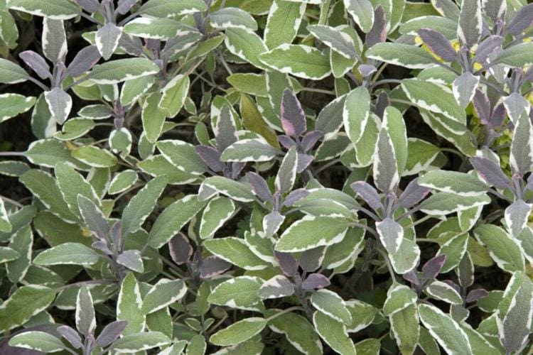 Garden Sage Varieties: Aromatic, Hardy Or As An Ornament