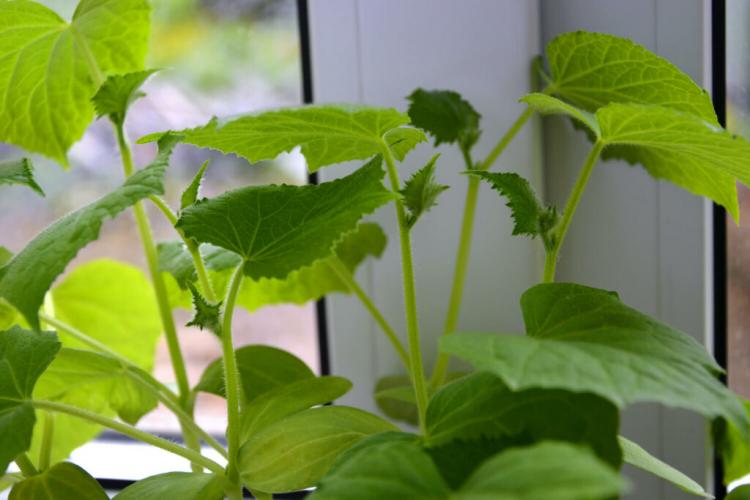 Planting cucumbers: growing, caring for and storing