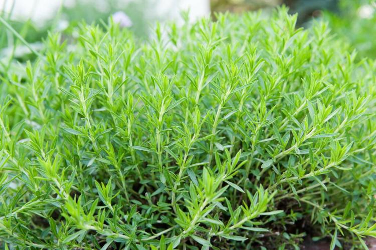 Caring for tarragon: properly cutting and wintering