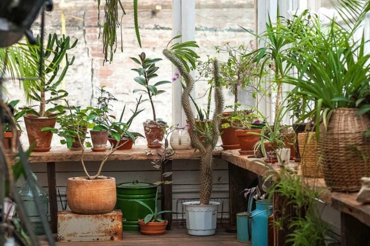 Hibernating Container Plants: How To Do It Correctly