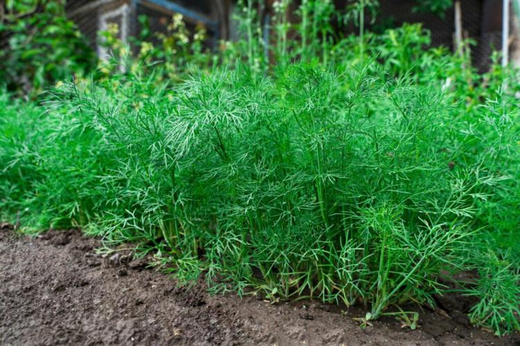 Dill: harvest, store and use