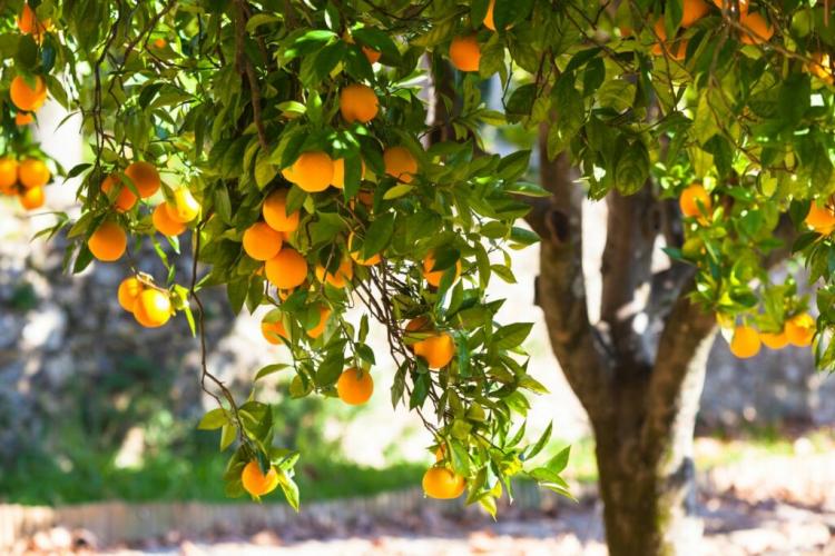Orange tree cutting: instructions from the experts