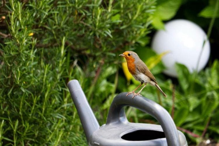 Bird-friendly garden: this is how you can make your garden bird-friendly