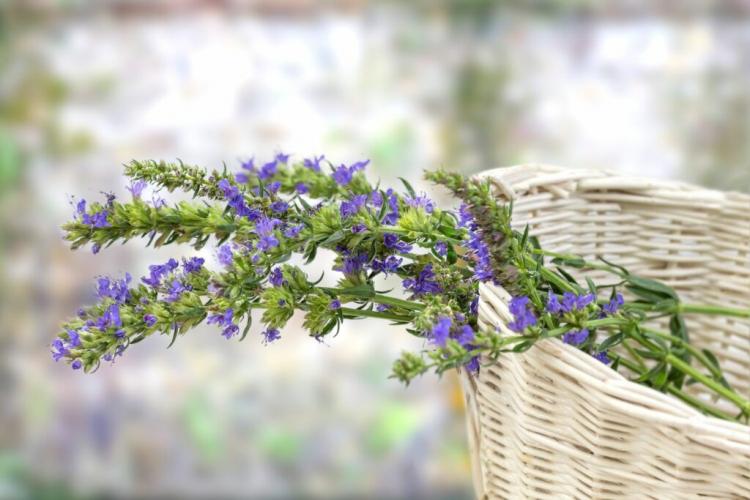 Hyssop plants: the herb against snails in your own garden