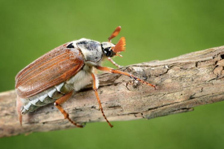 Fighting garden beetles: nematodes, traps & Co.