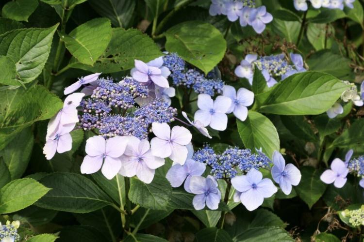 Plate hydrangea: Everything for planting, caring for and cutting