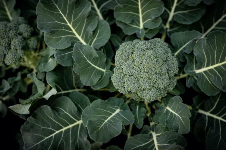 Growing Broccoli: Everything You Need To Know