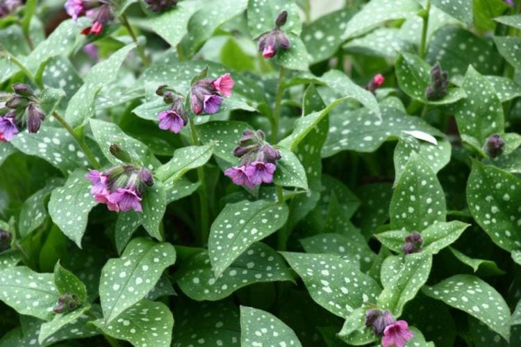 Lungwort: Everything about the effect, types & about planting in the garden