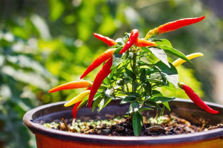 Fertilizing chilli: tips on procedure & timing