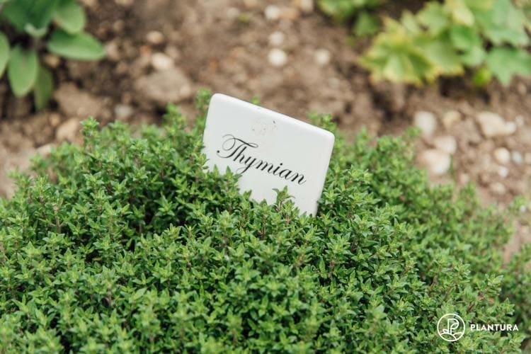 Thyme: the Mediterranean medicinal and culinary herb