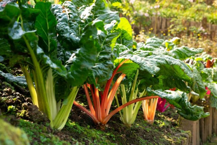 Growing Swiss Chard: Everything You Need To Know