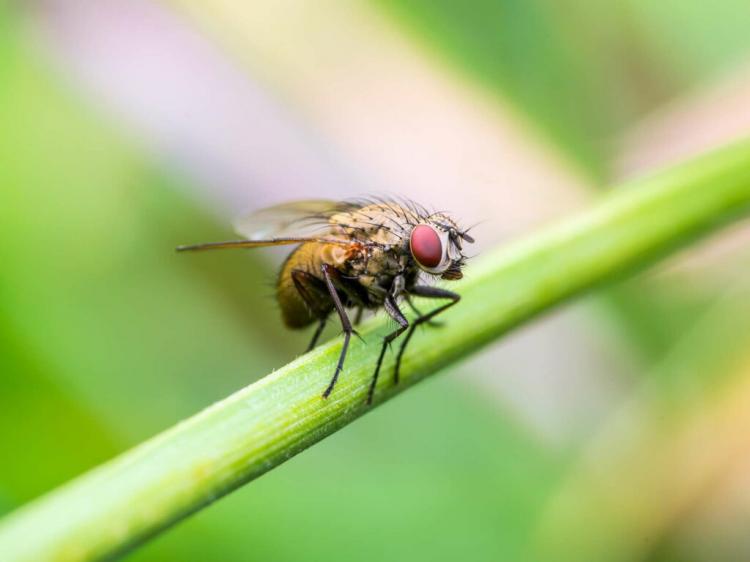 Plants Against Flies: How To Drive Away The Pests Naturally