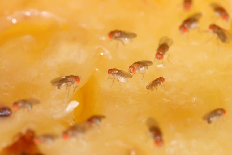 Eliminate & combat fruit flies (expert tips)