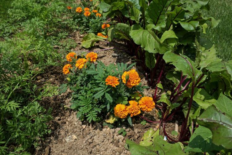 Nematodes as a pest: control effectively in the garden