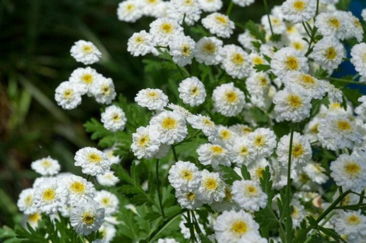 The most beautiful yarrow species and varieties