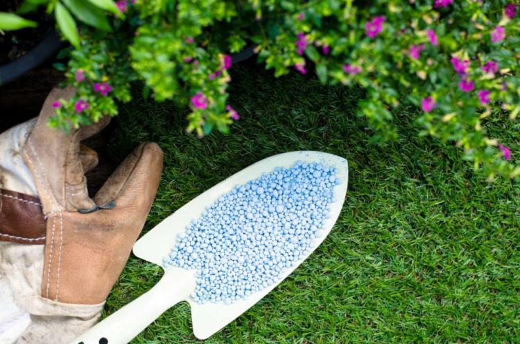 Flower Fertilizer: How To Create A Blooming Paradise