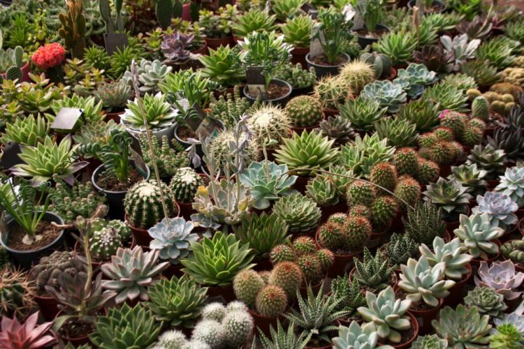 Succulent Species: The 10 Most Beautiful And Hardy Species