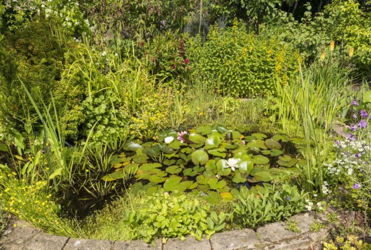 Pond plants: everything about buying, different types & care
