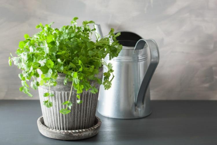 Caring for coriander: cutting, pouring & overwintering