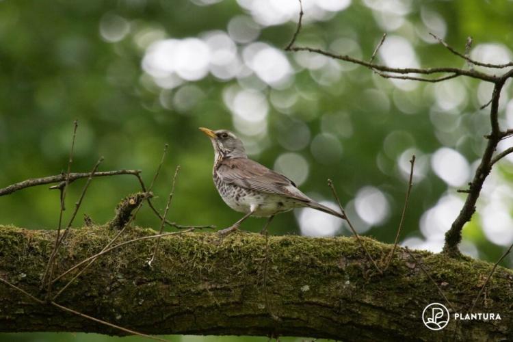 Fieldfare: song, young bird & profile