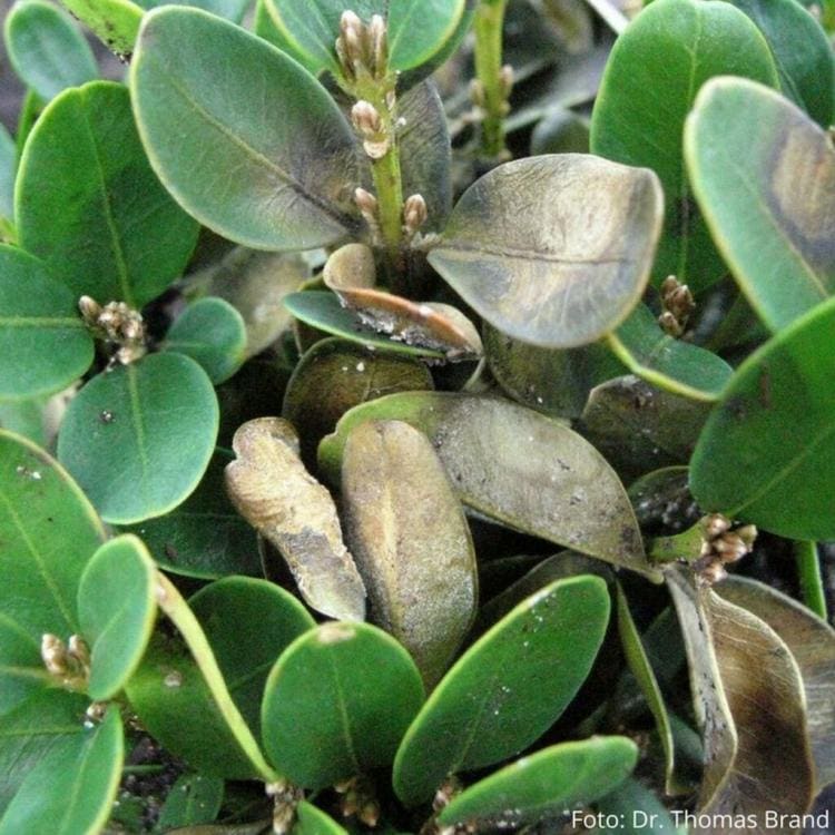 Boxwood Disease: Preventing And Controlling Boxwood Fungus