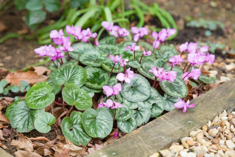 Cyclamen: Tips on location, care & diseases