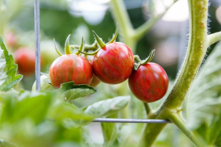 Tomato 'Sunrise Bumble Bee': cultivation, care & use