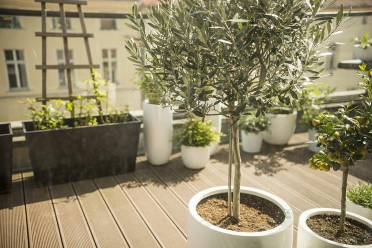 Fertilizing Olive Trees: correct fertilizer & timing