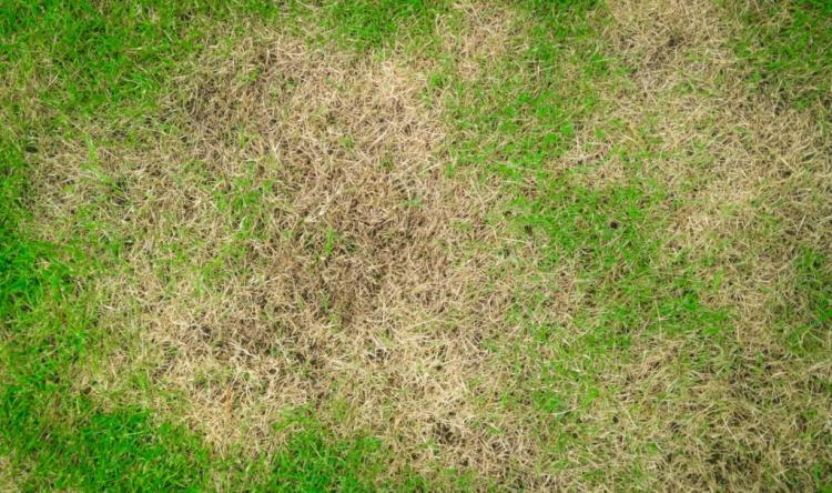 Fertilizing the lawn: fertilizing tips from the lawn expert