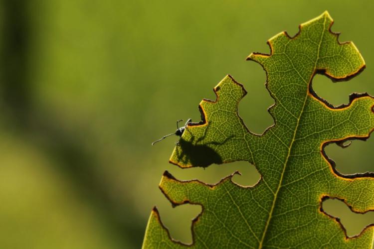 Nematodes Against Black Weevil: Usage & Expert Tips