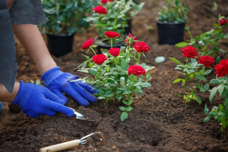 Fertilizing roses: professional tips at the right time & procedure