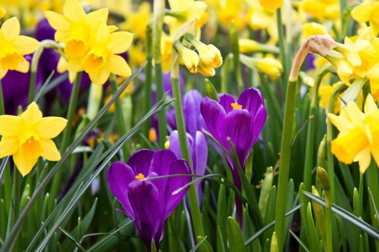 Gardening in March: Everything at a glance!