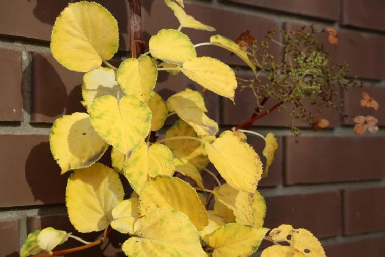 Climbing hydrangea: Our tips for planting, caring for and propagating
