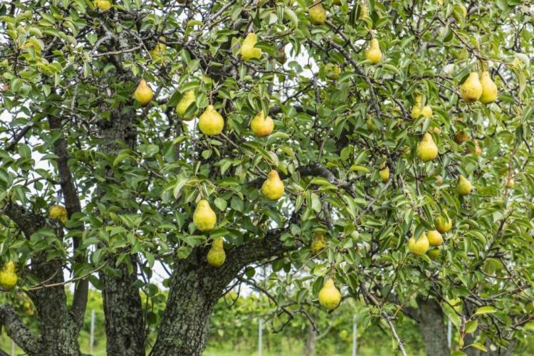 Boscs Bottle Pear: Pollinator, Cultivation & Harvest