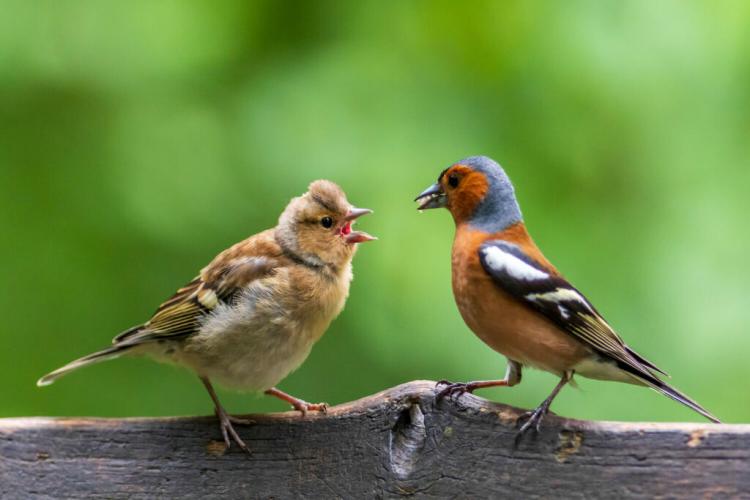 Chaffinch: song, food & nest
