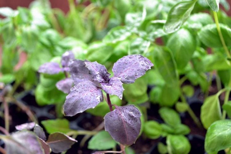Black basil: the famous culinary herb with dark foliage