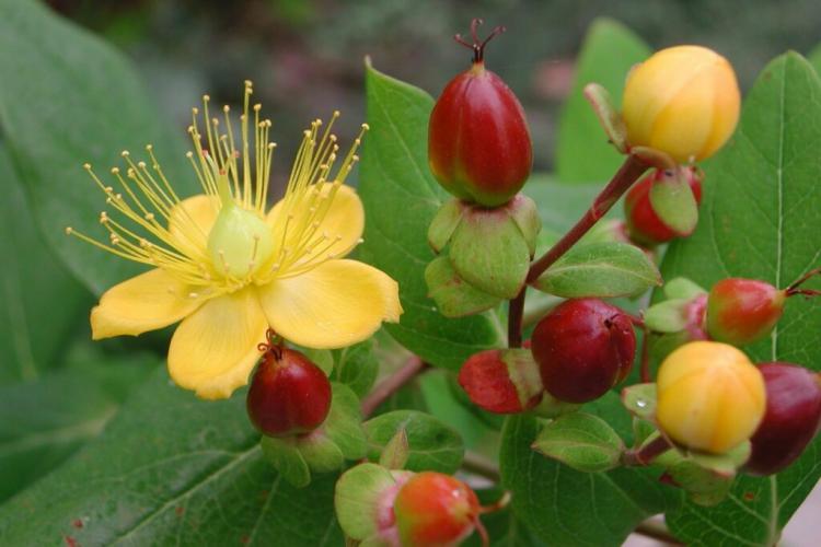 St. John’s Wort: Location, Cutting And Use As a Medicinal Plant