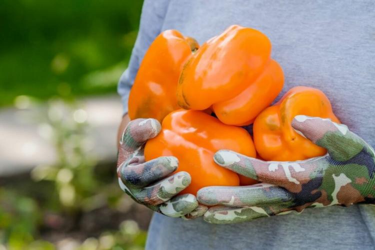 Bell pepper plants: bell peppers from your own garden