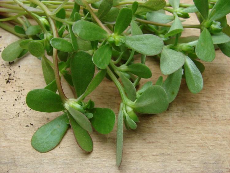 Buy Purslane: Buying guide & Recommended Sources of Supply